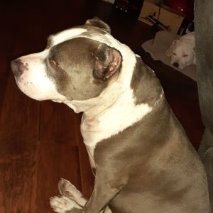 Meet your Posher, Felix